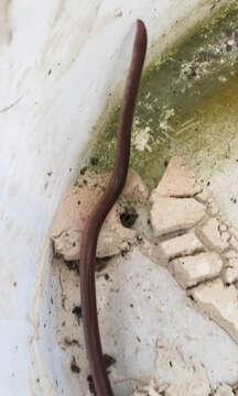 Image of Puerto Rican Coastal Blindsnake