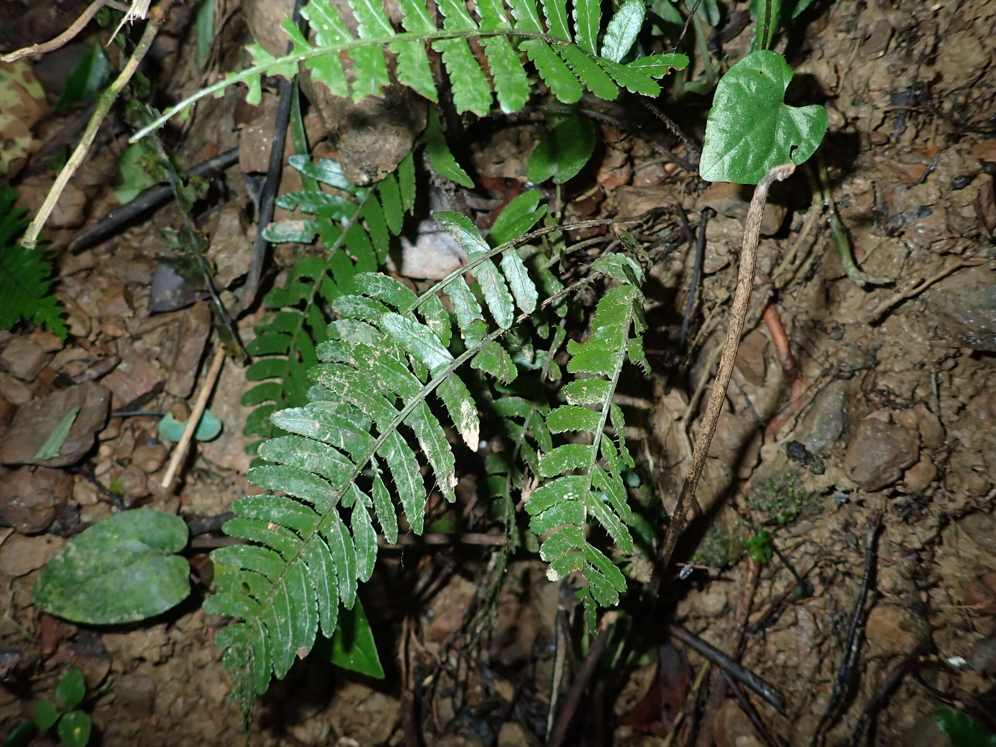 Bolbitis appendiculata (Willd.) Iwatsuki resmi