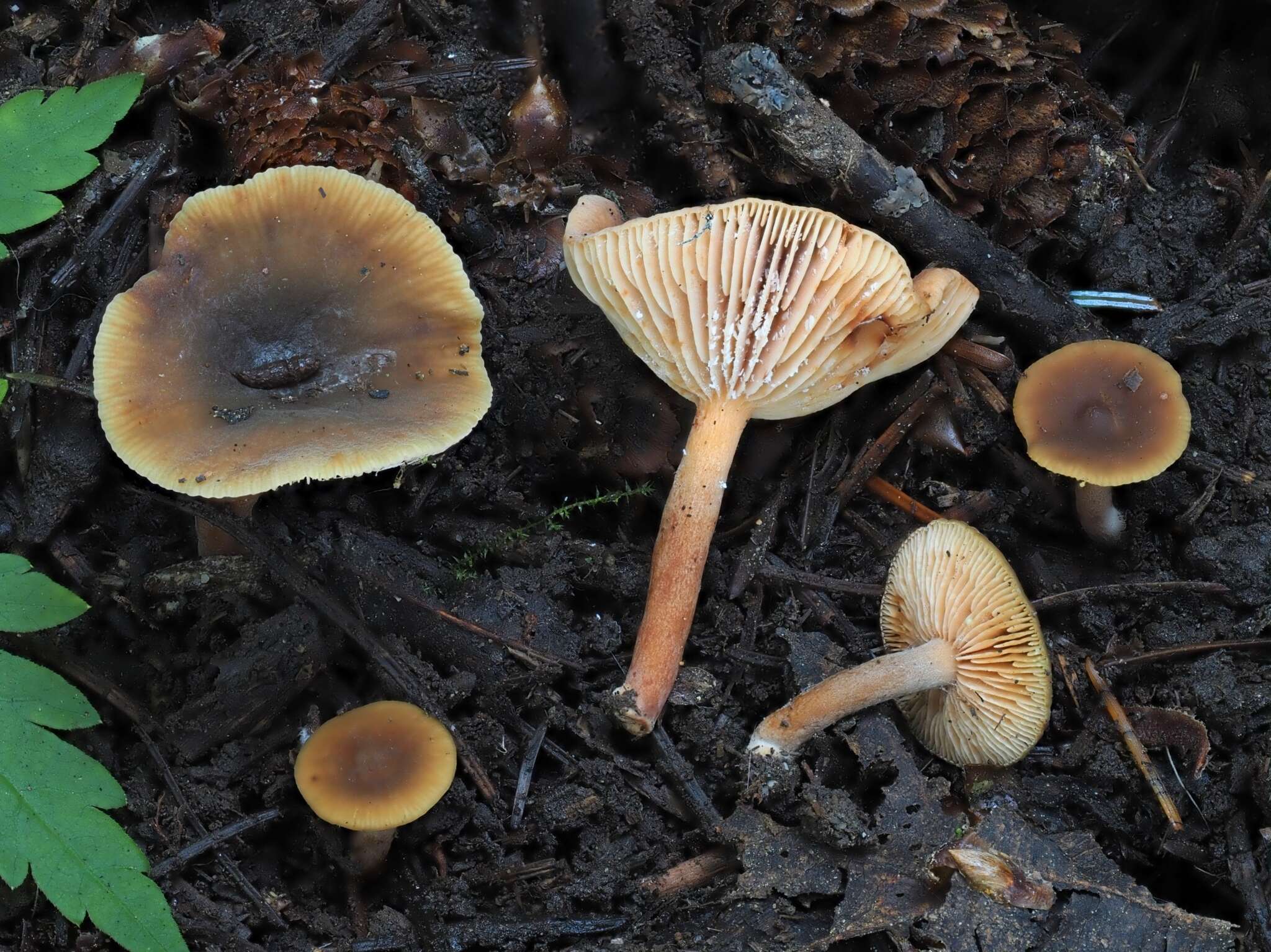 Imagem de Lactarius occidentalis A. H. Sm. 1960