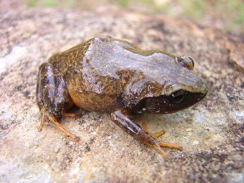 Image of Cuban dwarf robber frog