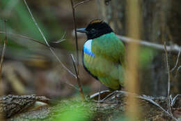 Image of Rainbow Pitta