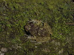 Image of Juventud Robber Frog