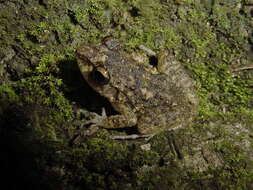 Image of Juventud Robber Frog