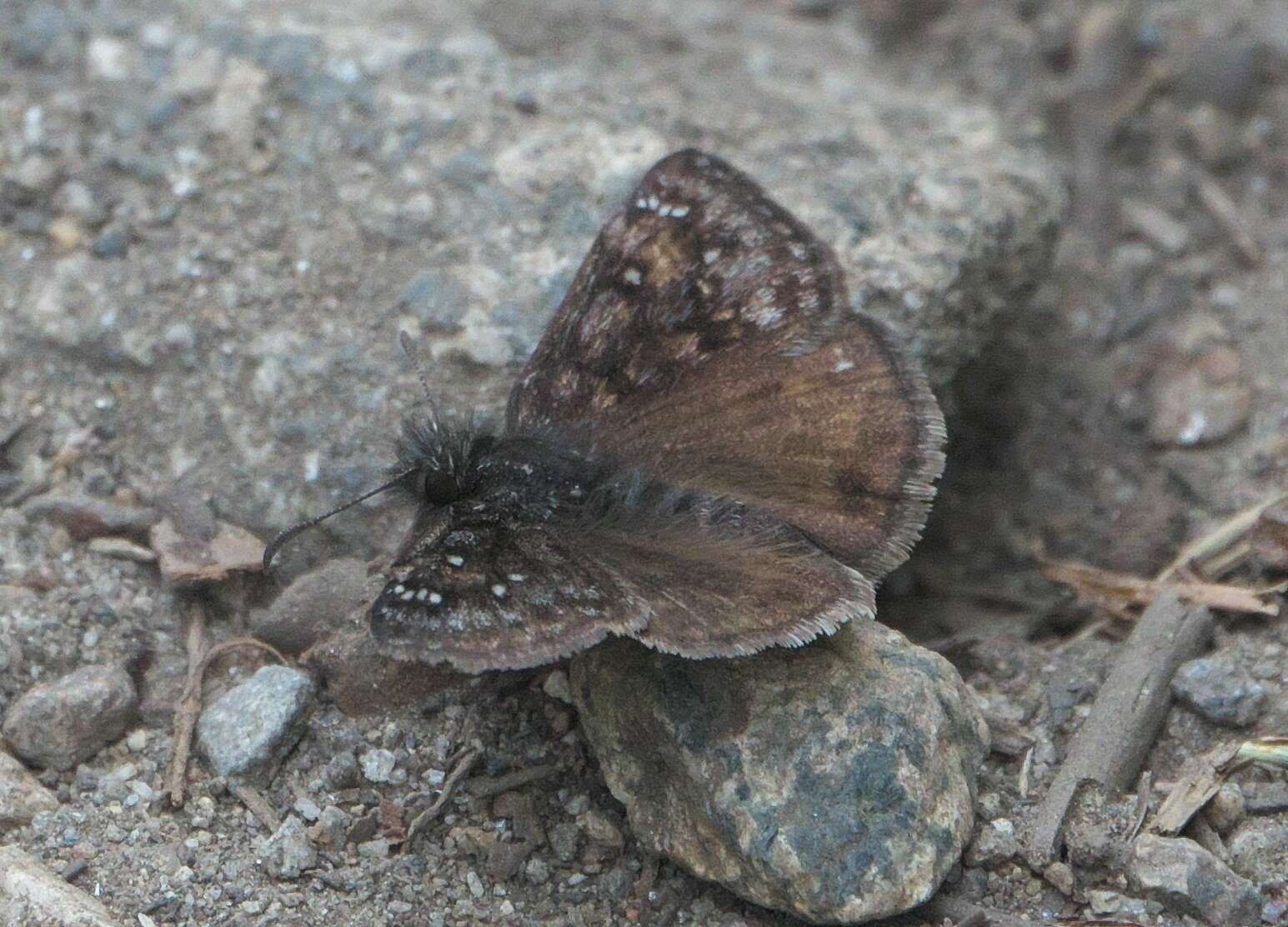 Image of Erynnis pacuvius Lintner 1878