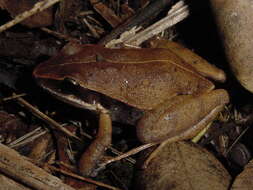 Image of Miniature Robber Frog
