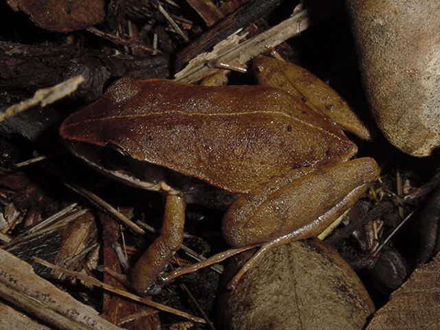 Image of Miniature Robber Frog