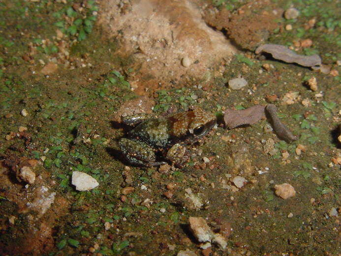 Image of Etheridge's robber frog