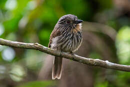 Image of Black-streaked Puffbird