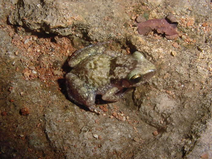 Image of Etheridge's robber frog