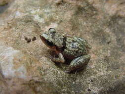 Image of Etheridge's robber frog