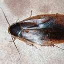 Image of Calolamprodes (Calolamprodes) thailandensis Anisyutkin 1999