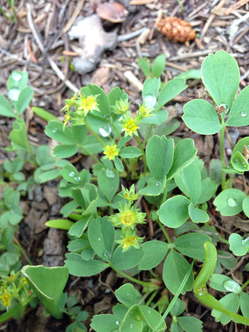 Imagem de Sibbaldia procumbens L.