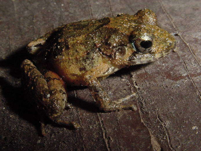 Image of Gundlach's robber frog