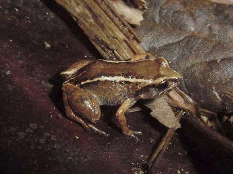 صورة Eleutherodactylus intermedius Barbour & Shreve 1937