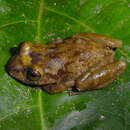 Image of Robber frog