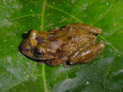 Image of Robber frog