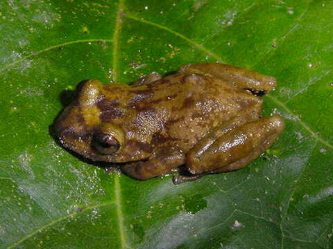 Image of Robber frog