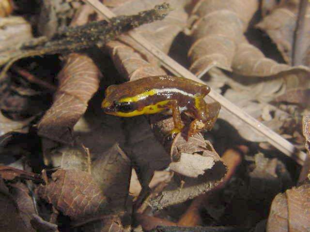 Image of Robber frog