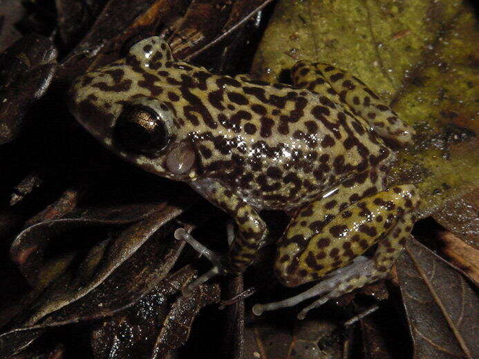 Image of Ricordi's robber frog