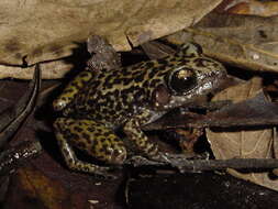 صورة Eleutherodactylus ricordii (Duméril & Bibron 1841)