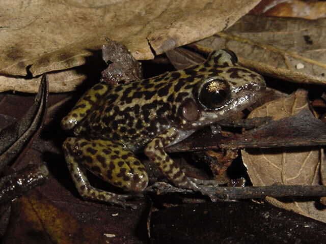 Image of Ricordi's robber frog