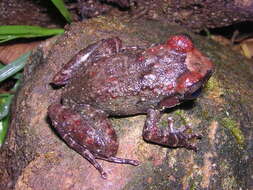 Image of Turquino robber frog