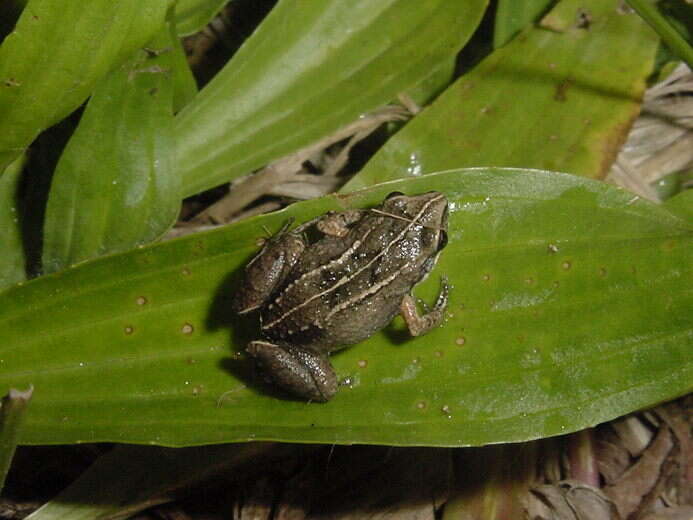 Image of Varley's Robber Frog