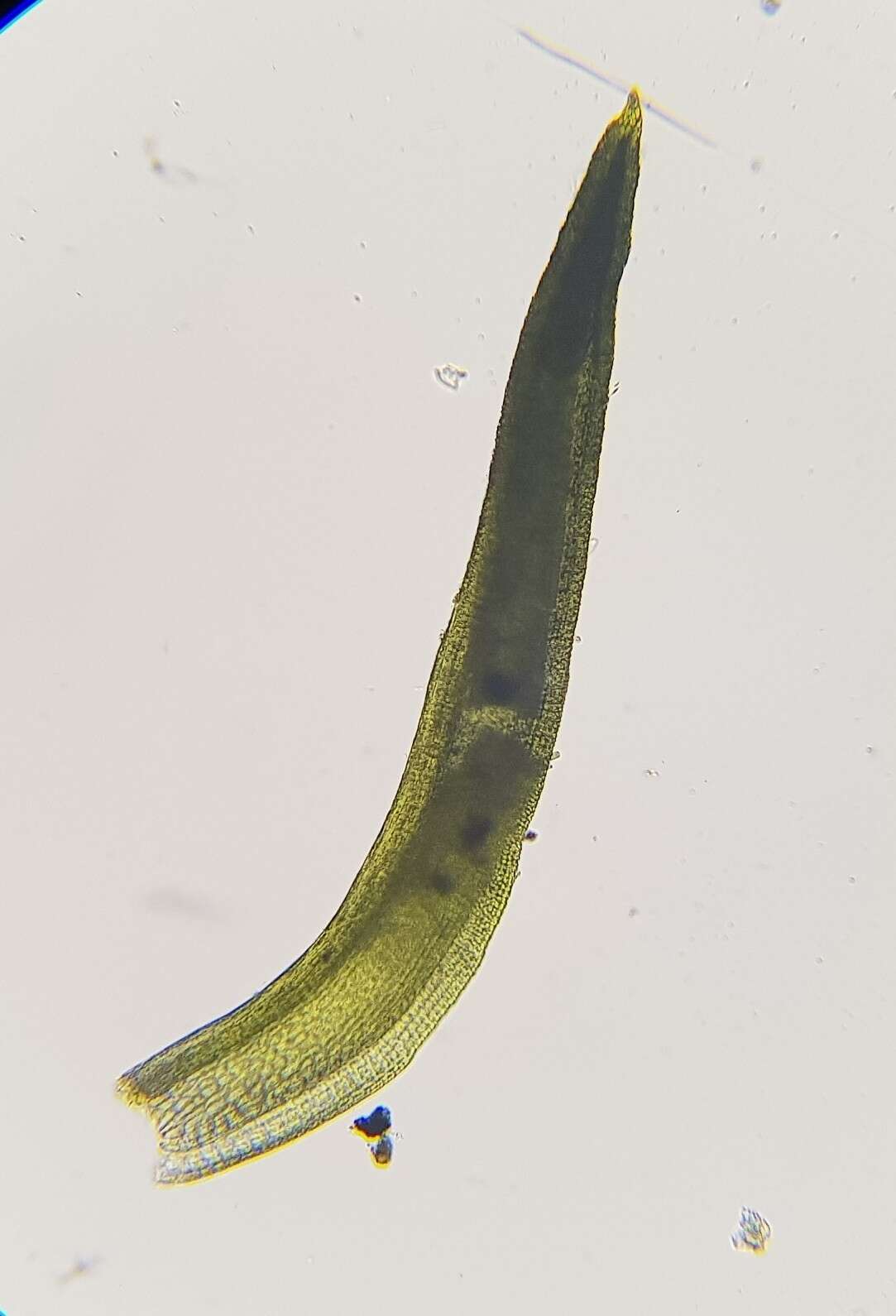 Image of trichostomum moss