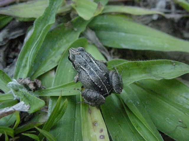 Image of Varley's Robber Frog