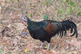 Image of Green Junglefowl