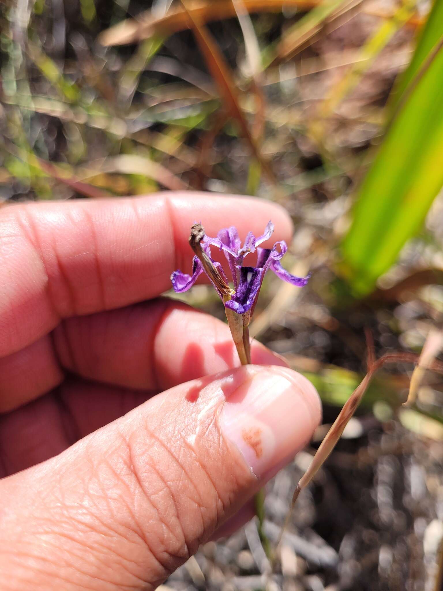 Plancia ëd Moraea incurva G. J. Lewis