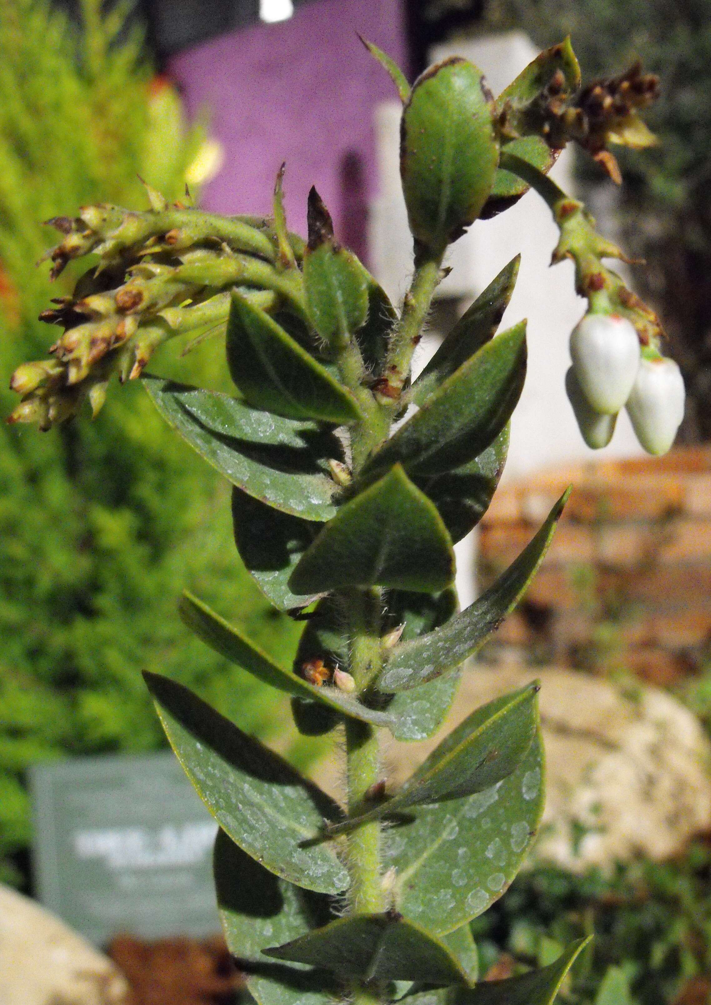 Image de Arctostaphylos refugioensis Gankin