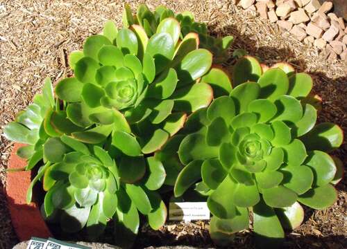 Image of Aeonium urbicum (Chr. Sm. ex Hornem.) Webb & Berth.