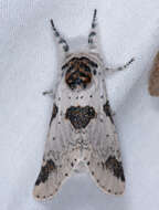 Image of Poplar Kitten