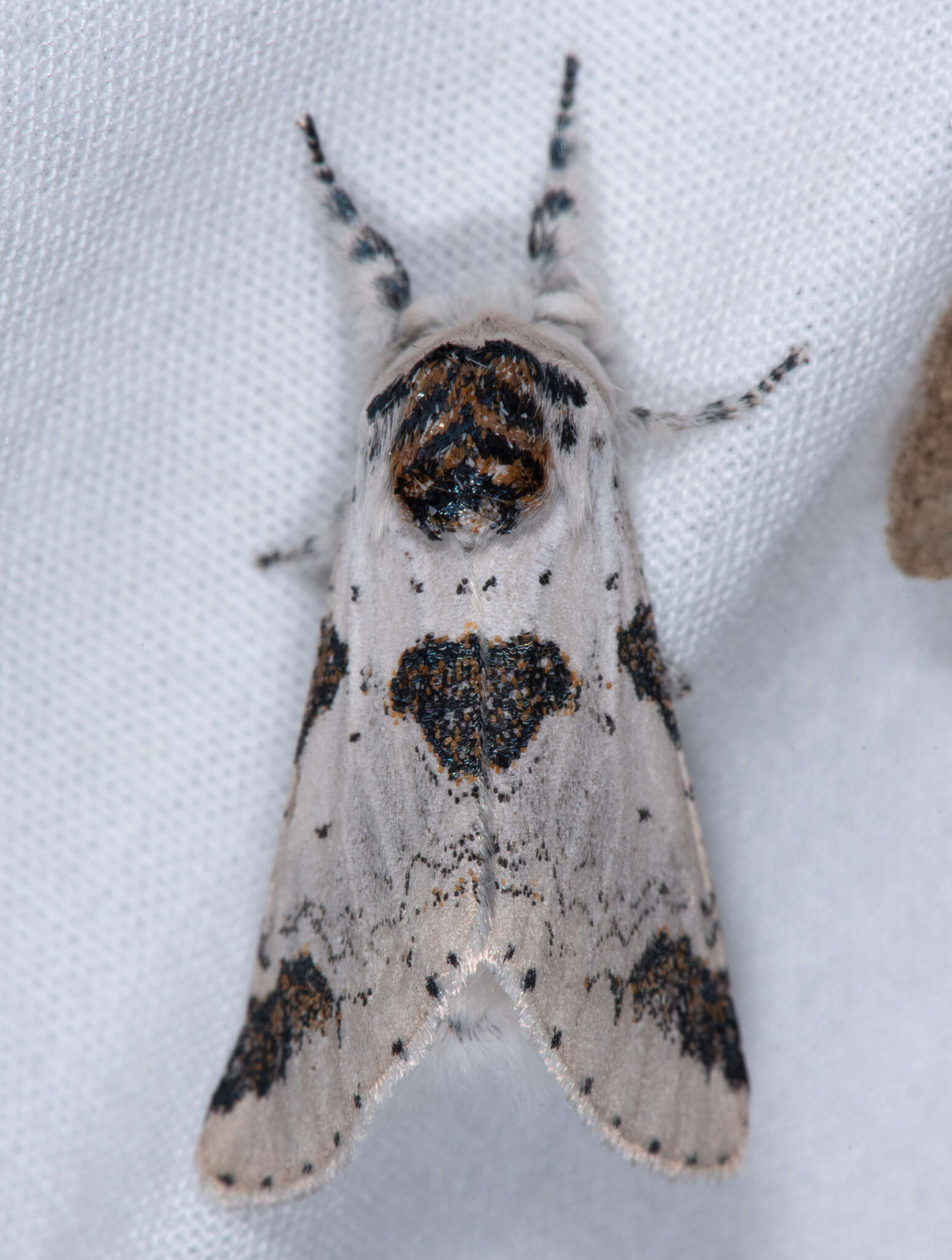 Image of Poplar Kitten