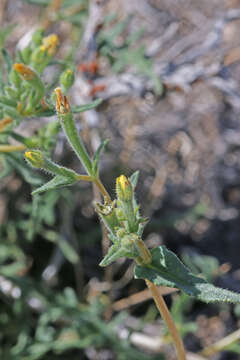 Image of whitestem blazingstar