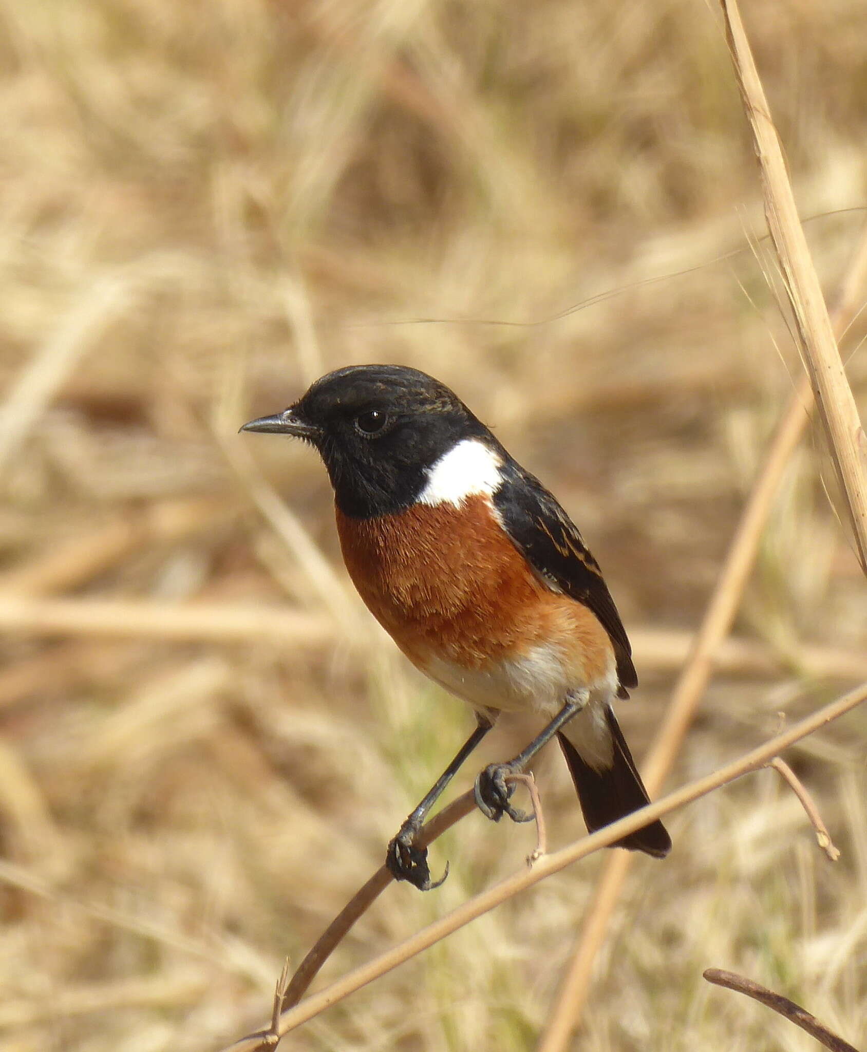 صورة Saxicola torquatus stonei Bowen 1931