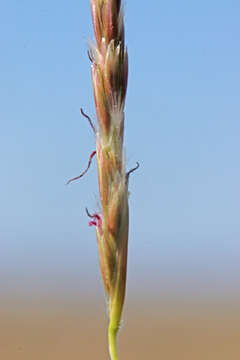 Слика од Hilaria jamesii (Torr.) Benth.