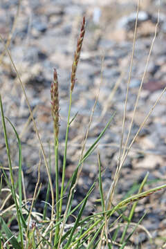 Слика од Hilaria jamesii (Torr.) Benth.