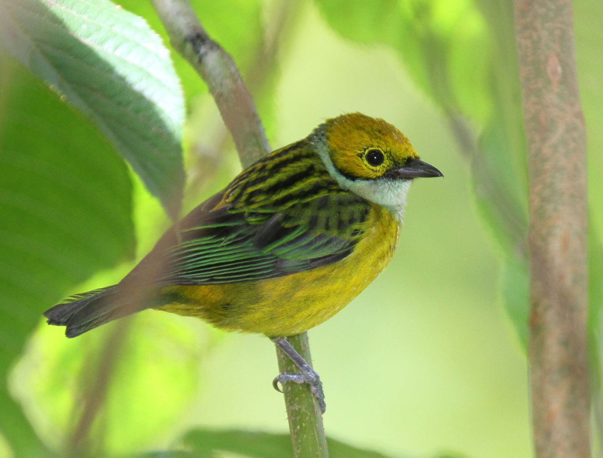 Image of Silver-throated Tanager