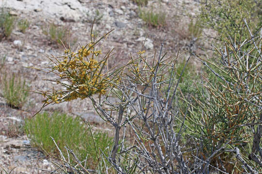 Image of Gray Ephedra