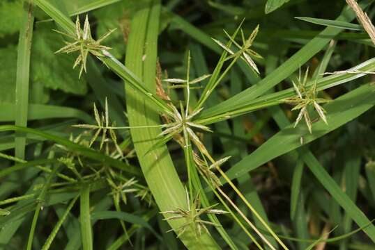 Image of Roadside Flat Sedge