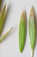 Image of fringed brome