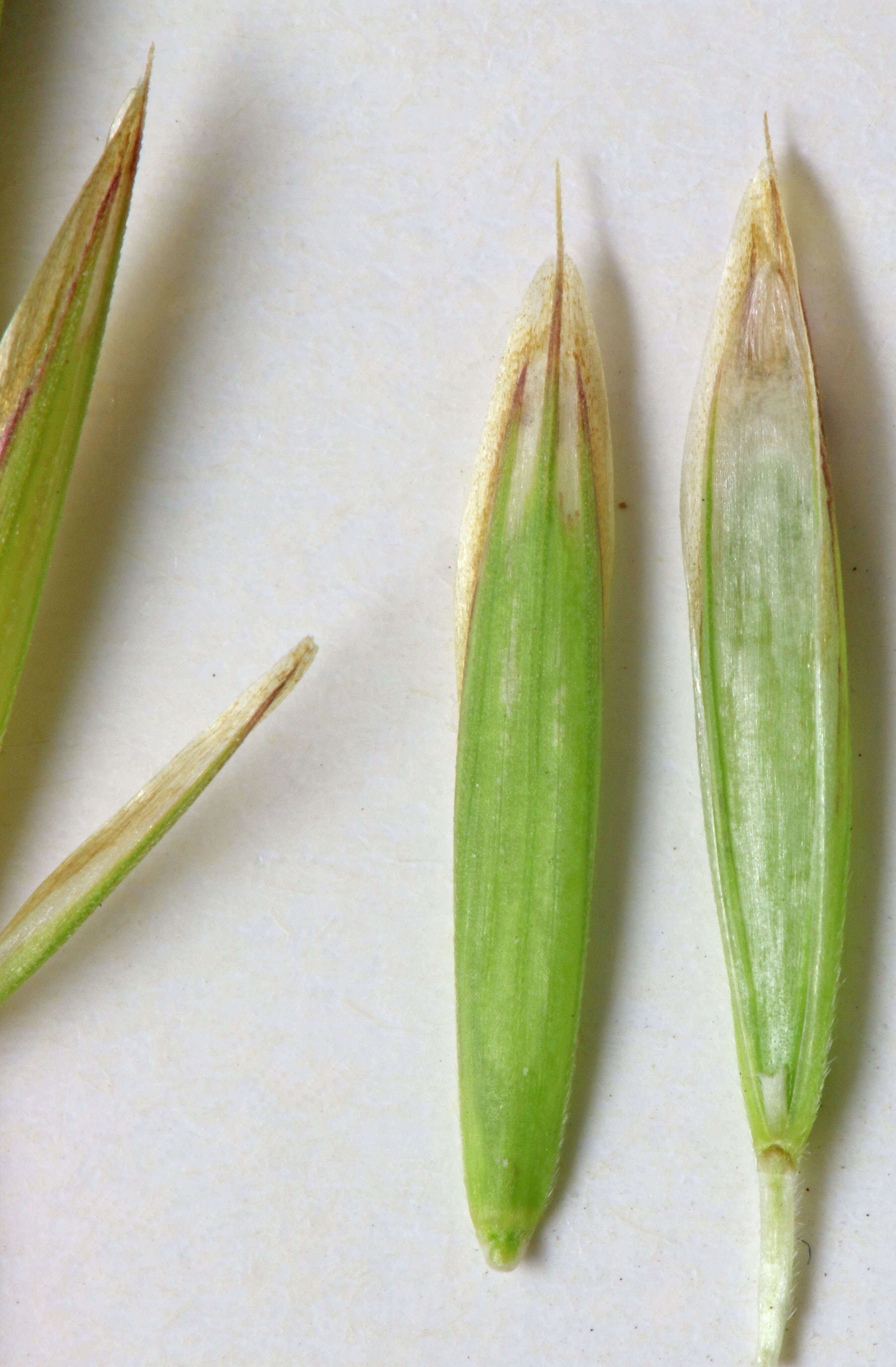 Image of fringed brome