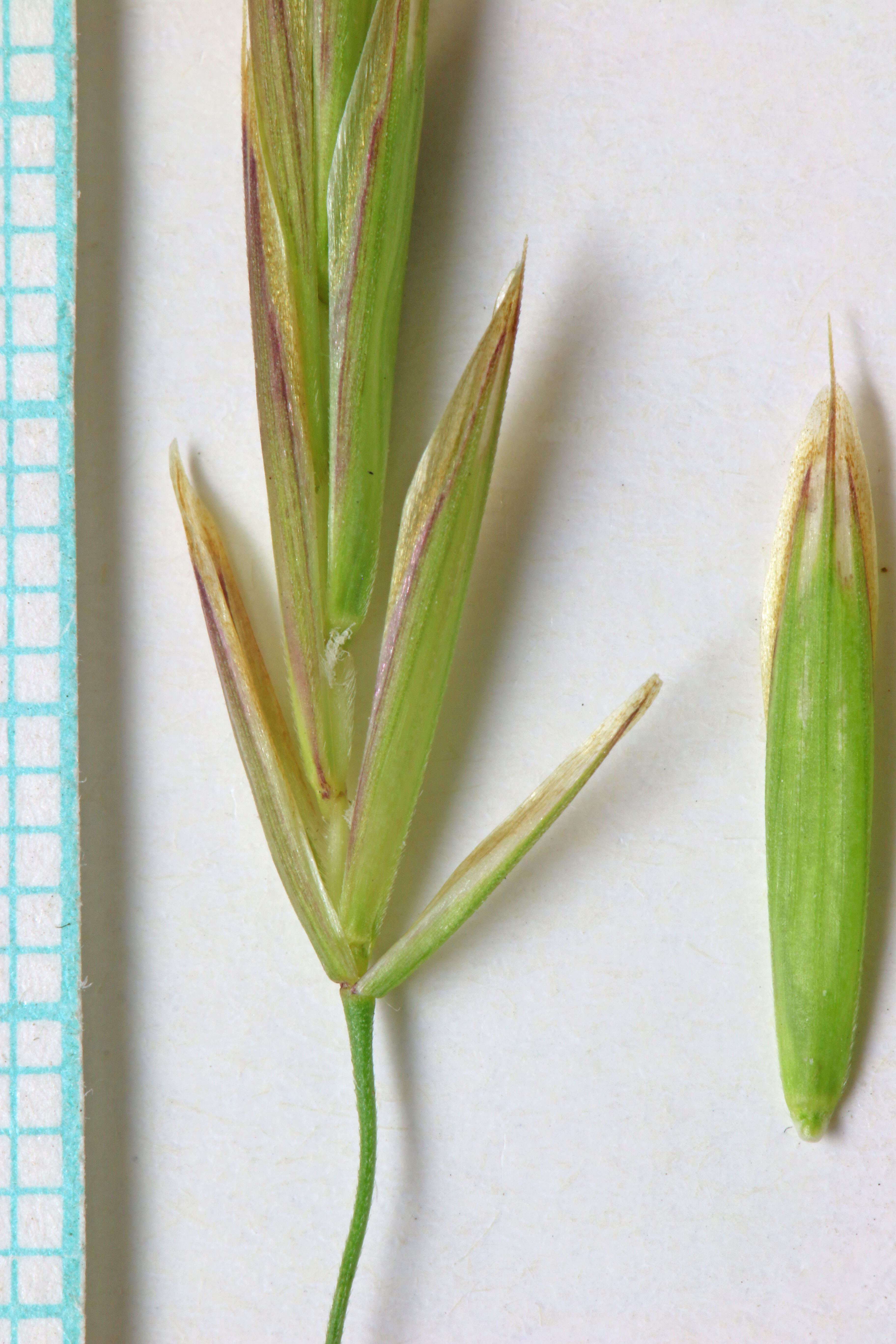 Imagem de Bromus ciliatus L.