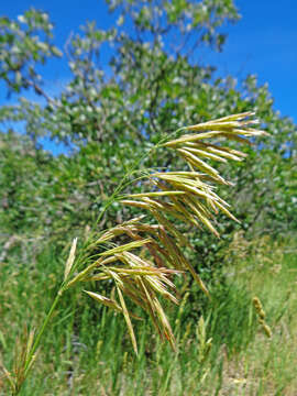 Imagem de Bromus ciliatus L.