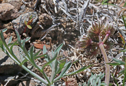 Image of Nevada biscuitroot