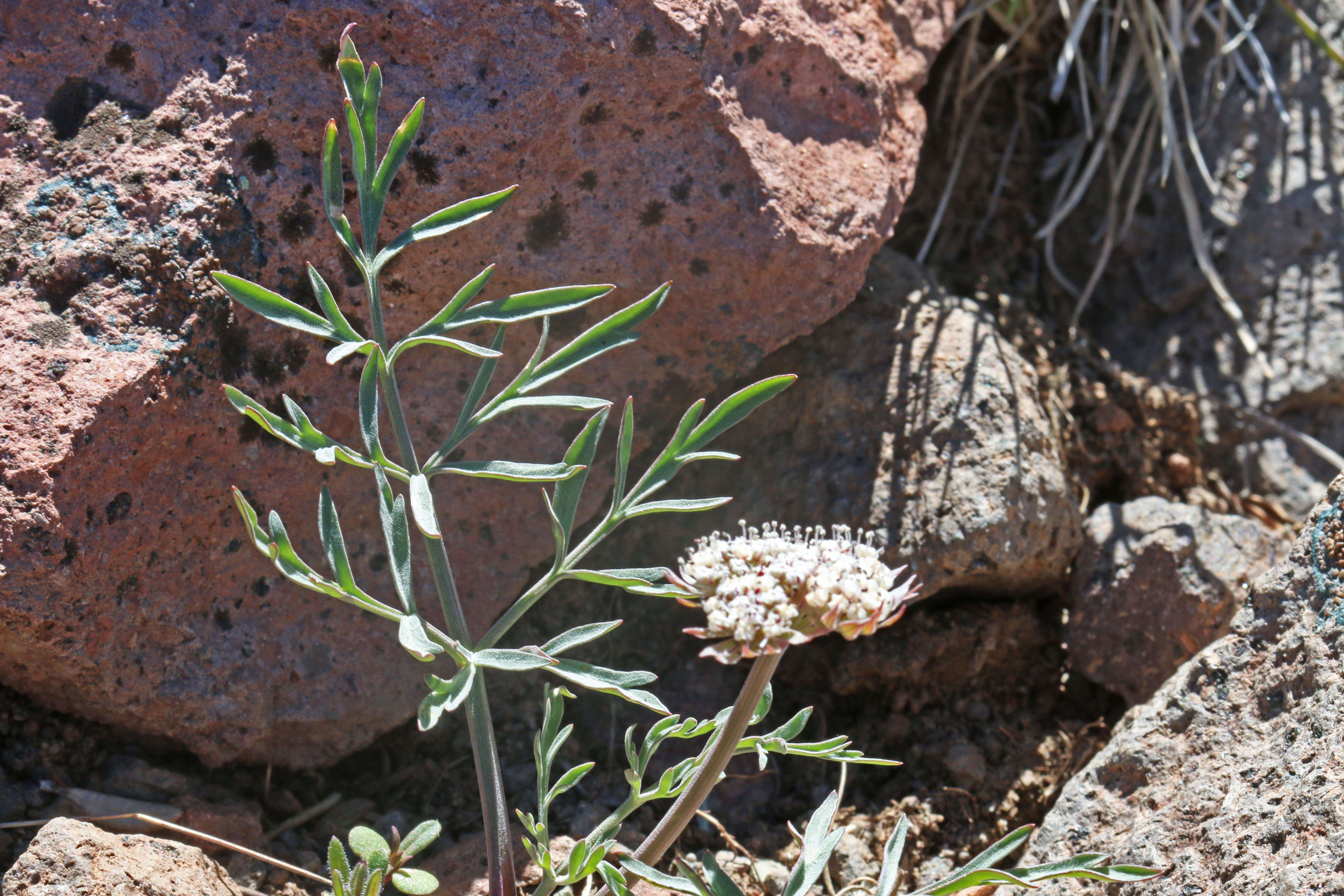 Imagem de Lomatium nevadense (S. Wats.) Coult. & Rose