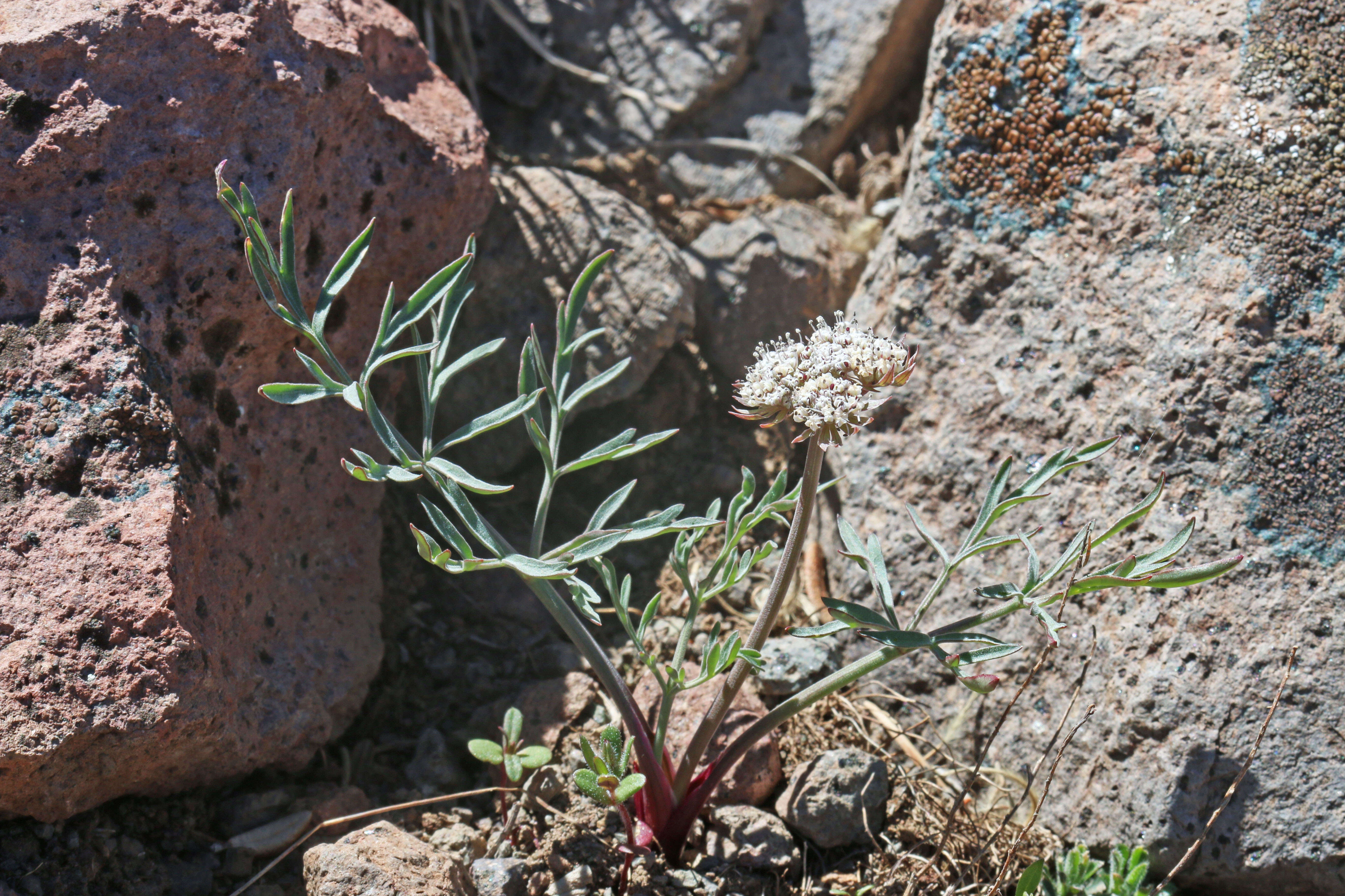 Imagem de Lomatium nevadense (S. Wats.) Coult. & Rose