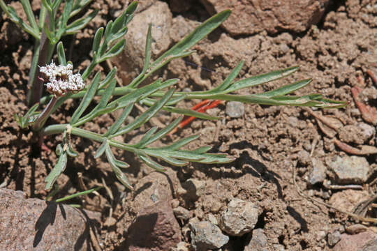 Image of Nevada biscuitroot